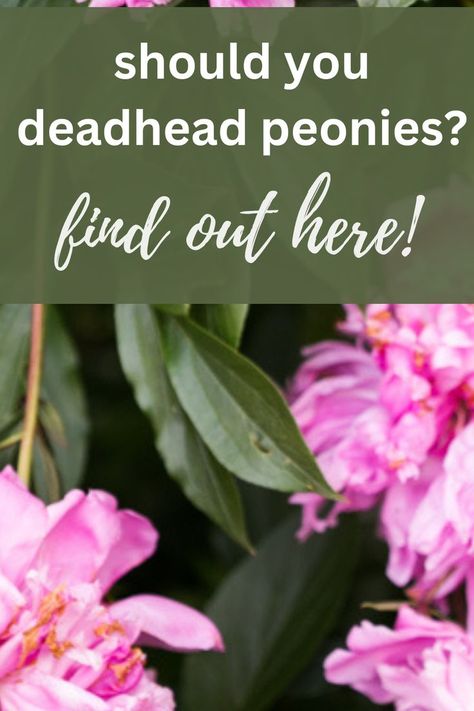 spent peony flowers Peony Care Tips, Raised Container Garden, Peony Support, Peony Care, Deadheading, Planting Peonies, African Violets Plants, Growing Peonies, Violet Plant