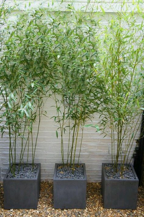 Bamboo Landscape, Bamboo In Pots, Bamboo Planter, Contemporary Planters, Garden Screening, Bamboo Garden, Planter Design, Have Inspiration, Contemporary Garden