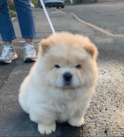 AVAILABLE PUPPIES – Chowchow Companions Chow Chow Puppy, Cute Date Ideas, Fluffy Animals, Health Check, Chow Chow, Adoption, Best Friends, Puppies, Dogs