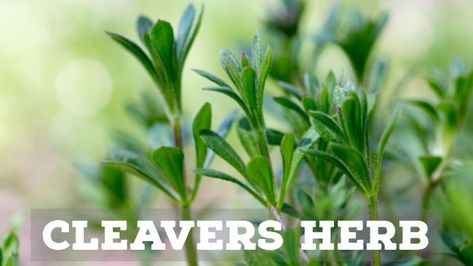 Discover the major health benefits of Cleavers Herb. These include: Lymphatic system, Wounds, Burns, Urinary Infection, Water retention, Psoriasis, Boils... Cleavers Herb Benefits, Cleavers Herb, Urinary Infection, Herb Benefits, Reduce Water Retention, Water Retention Remedies, Herb Plants, Herbs For Health, Healthy Metabolism