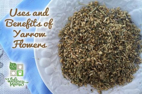 Herb Profile: Yarrow Yarrow Benefits, Yarrow Uses, Tinctures Recipes, Echinacea Benefits, Yarrow Flower, Wellness Mama, Healing Plants, Dried Herbs, Herbal Healing