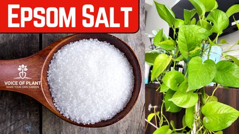 Is Epsom Salt Good for Indoor Plants? Epsom Salt For Plants, Epsom Salt Benefits, Organic Liquid Fertilizer, Plant Leaves Turning Yellow, Tulsi Plant, Epson Salt, Jasmine Plant, Plant Pests, Crassula Ovata