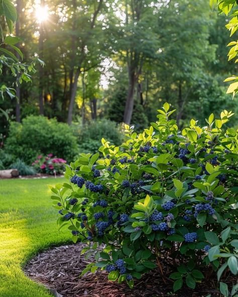 Stop buying blueberries. Here's the step by step for growing huge bushes on home Planting Blueberry Bushes, Growing Berries, Blueberry Tree, Blueberry Gardening, Blueberry Bush, Fruit Tree Garden, Berry Garden, Blueberry Plant, Acid Loving Plants