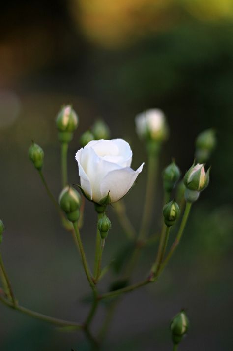 Rose White Bud Flowers, #White, #Bud, #Flowers, #Rose Artsy Projects, Bud Flower, Roses White, Dream Symbols, Flowers Rose, Rose Bud, Flowers White, Delicate Flowers, Flower Bud