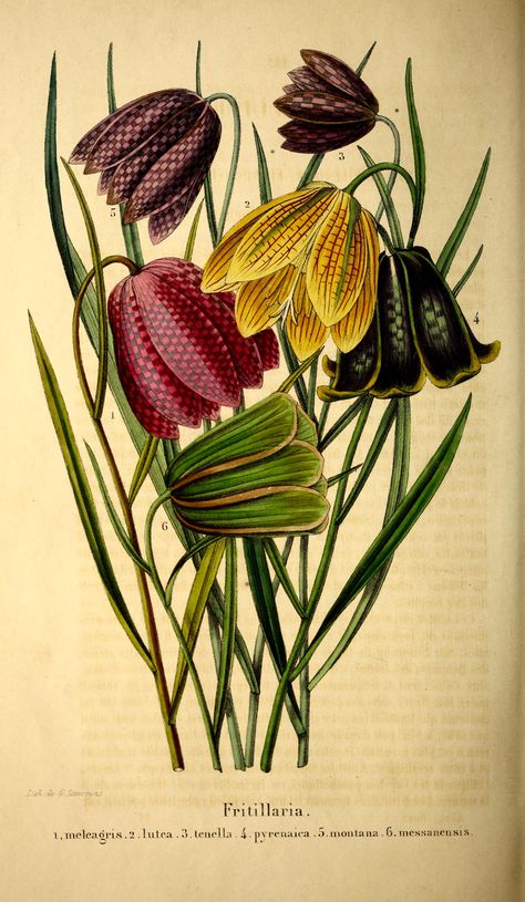 Leper's Lily - Fritillaria meleagris - circa 1851 Girl Illustration Art, Antique Bird Illustration, Botany Art, Botanical Illustration Vintage, Illustration Botanique, Botanical Decor, Vintage Botanical Prints, Botanical Illustrations, Floral Retro