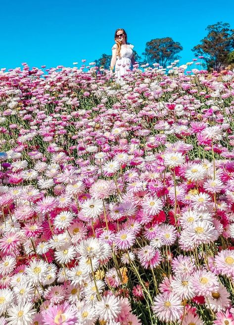 pink and white everlasting daisies Spring In Australia, Everlasting Daisies, Paper Daisies, Paper Daisy, Daisy Field, Everlasting Flowers, Kangaroo Paw, Kings Park, Australian Flora