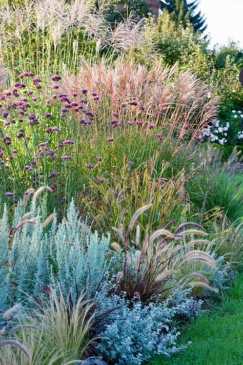 Mixing together different types of ornamental grasses always creates a visually terrific contrast in the landscape. This lovely border is a perfect example of that where decorative grasses of different colors, textures and shapes have been pleasantly combined for a long season of interest, extending to winter! Miscanthus Malepartus, Miscanthus Sinensis Malepartus, Decorative Grasses, Australian Garden, Grasses Garden, Garden Types, Landscape Designs, Have Inspiration, Native Garden