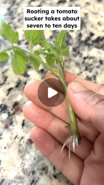 GardenHome on Instagram: "How to Easily Root Tomato Suckers to get unlimited free plants#reelsinstagram #garden #roottomato #tomatosuckers #satisfying #summergarden #instagram #freeplants #tomatoplant #rootsuckerpropagation #rootsuckers" Tomato Suckers, Free Plants, Tomato Plants, Summer Garden, Plants, On Instagram, Instagram