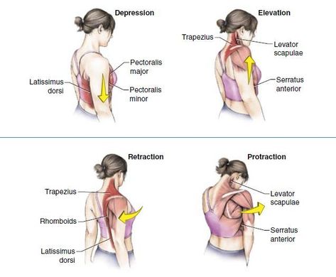 Anatomy Movement, Upper Body Stretch, Serratus Anterior, Anatomy Notes, Upper Body Stretches, Shoulder Rehab, Anatomy Bones, Ligaments And Tendons, Basic Anatomy And Physiology