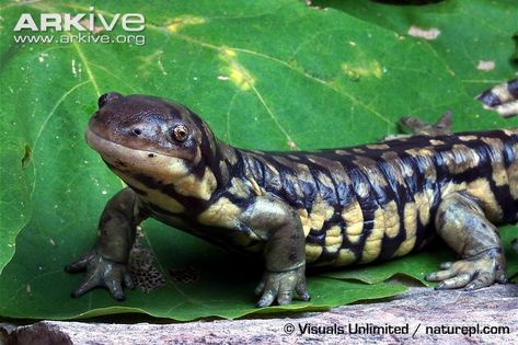 Classical School, Tiger Salamander, Incredible Creatures, Reptiles And Amphibians, Zoology, Amphibians, Reptiles, Pet Birds, Habitat