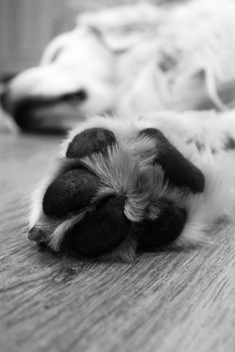 dog paw Dog Paw Photography, Dog Noses, Puppy Things, Dogs Paws, Book 2023, Dog Cave, Pets Food, Natural Pet Care, Puppy Photography