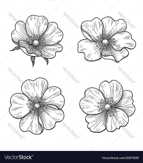 Dog Rose Flower, Flowers Outline, Drawn Dog, Dog Rose, Butterfly Mandala, Flowers Vector, Rose Drawing, Flower Sketches, Roses Drawing