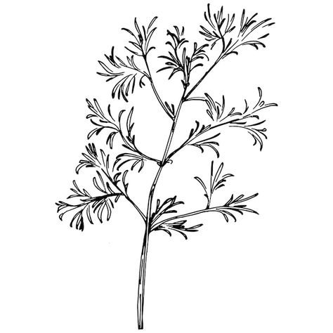 Vintage botanical sketch of fennel isola... | Premium Vector #Freepik #vector #fennel #dill #fennel-seeds #herbal-herbs Fennel Tattoo, Cypress Plant, Tat Inspiration, Engraving Illustration, Fennel Seeds, White Image, Vintage Botanical, Doodle Drawings, Fennel