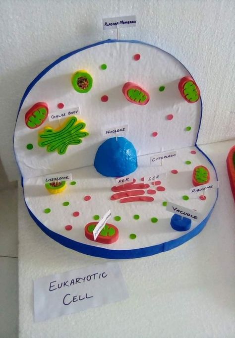 Cell Structure Project, Eukaryotic Cell Model, Plant Cell Model Project, Biology Model, Plant Cell Project, Cell Model Project, Plant Cell Model, Bio Project, Cell Project