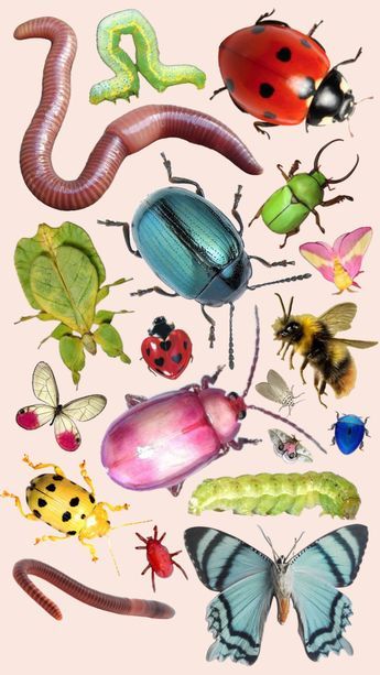 Check out cowgirllkat's Shuffles bug Arte Peculiar, Cool Bugs, Bug Art, Beautiful Bugs, Locked Wallpaper, Bugs And Insects, Wallpaper Iphone Cute, Art Reference Photos, Digital Collage