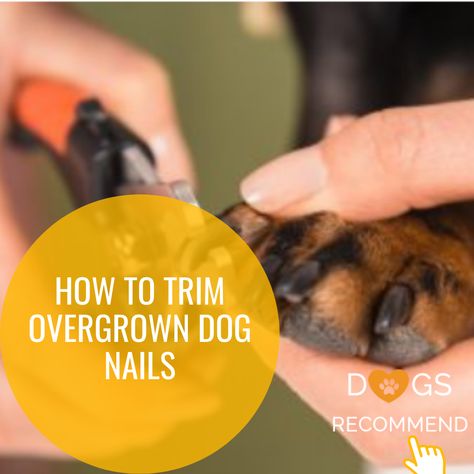 Taking care of your pet involves making sure that its nails do not overgrow because overgrown ones can cause health concerns and discomfort. Here, we guide you on how to trim such nails. #ad How To Trim Dogs Nails, Cut Dog Nails, Trimming Dog Nails, Giant Breeds, Dog Nails, Nail Health, Dog Health, Your Pet, How To Do Nails