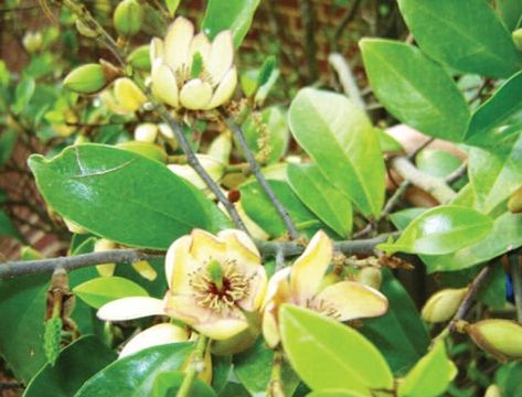 Bring back the banana shrub - Columbia Star Banana Shrub, Home In Forest, Bauhinia Variegata, Abelia Grandiflora Edward Goucher, Basjoo Banana Tree, Dischidia Nummularia Variegata, Magnolia Grandiflora, Indoor Greenhouse, Home Garden Plants