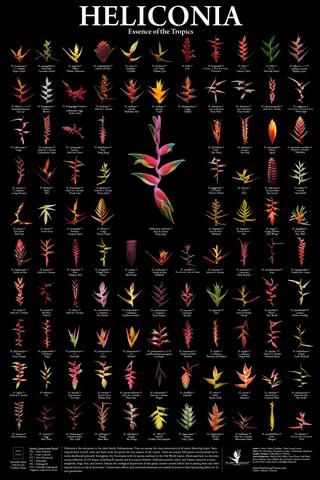 tropical plants – issuu Search Heliconia Plant, Heliconia Flower, Hawaiian Plants, Tropical Landscape Design, Tropical Garden Design, Tropical Flower Plants, Tropical Backyard, Flower Poster, Flower Names