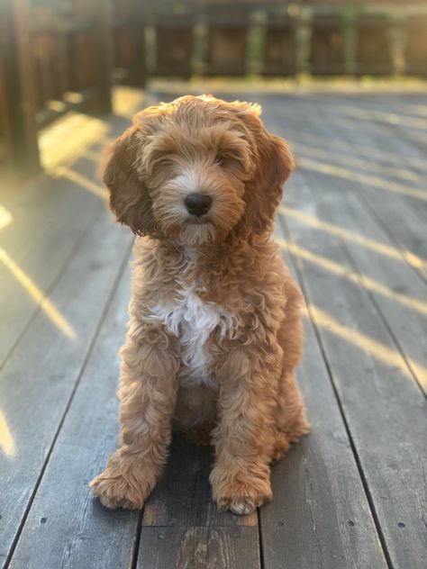 Australian Cobber Dog, Cobberdog Australian, Australian Labradoodle, Labradoodle, Fur Babies, Baby Animals, Magnolia, Doodles, Puppies