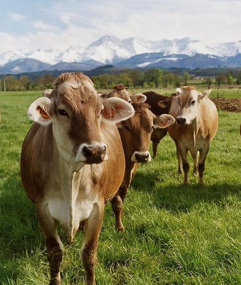 Brown Swiss Cows, Undeniably Dairy, Dairy Cows Holstein, Dairy Cow Breeds, Jersey Cow Milk, Cow Breeds, Jersey Cattle, Milking Cows, Swiss Cow