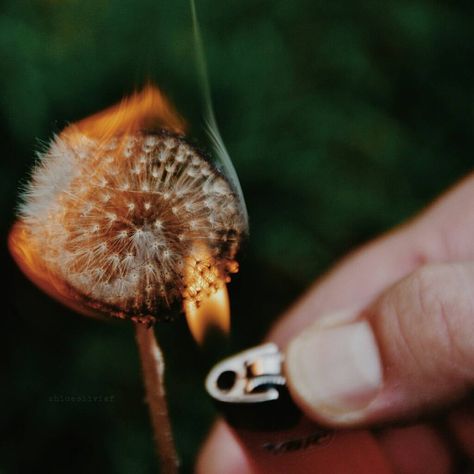 99 Likes, 1 Comments - Chloe Olivia Fulton (@chloeolivia.f) on Instagram: “He set a fire down in my soul, that I can't contain, that I can't control.” Burning Dandelion, Yelled At, A Dandelion, A Fire, Grocery Shopping, Dandelion