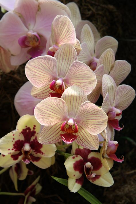 Exotic Orchids, Favorite Flower, Rare Flowers, Beautiful Orchids, Orchid Plants, Feb 5, Unique Flowers, Exotic Plants, Orchid Flower