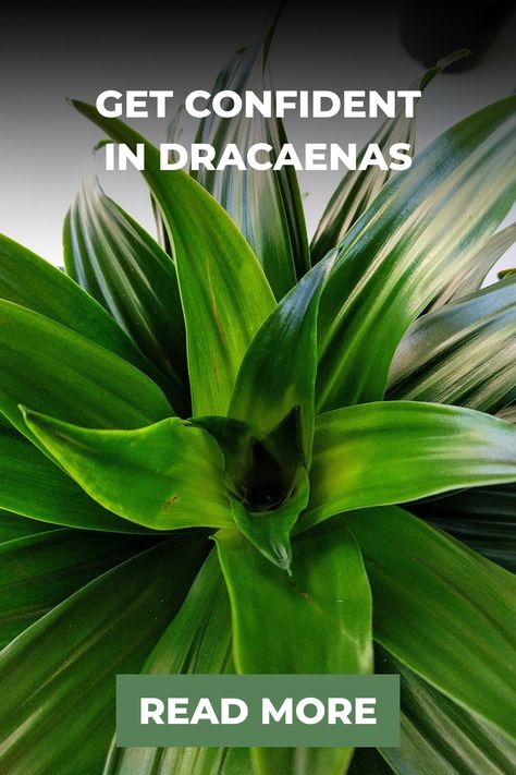 Explore a rich assortment of Dracaena plants, ranging from the classic Janet Craigs to the striking Zebra Striped Dragon Trees. Embrace their distinct beauty and indoor benefits that can elevate your living spaces. Uncover the charm of these intriguing plants that effortlessly enhance your home's ambiance and aesthetics. How To Care For Dracaena Plant, Dracaena Varieties, Red Edged Dracaena, Dracaena Sanderiana, Dracaena Plant, Garden Diary, Dragon Tree, List Of Flowers, Improve Indoor Air Quality