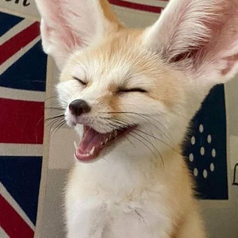 Fennec Fox Fursona, Fennec Fox Oc, Fennec Fox Aesthetic, Fennec Fox Drawing, Fenic Fox, Cute Fox Wallpaper, Fox Meme, Fox Fursona, Zorro Fennec