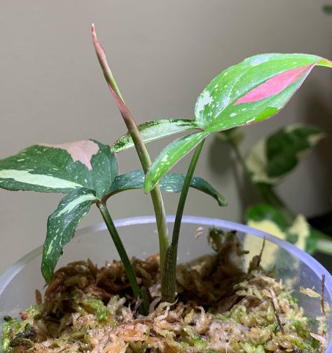 Syngonium Tricolor, Syngonium Strawberry Milk, Syngonium Neon Pink, Frosted Heart Syngonium, Syngonium Pink Allusion, Plant Collection, Tri Color, Indoor Plants, House Plants