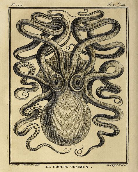 Octopus art print old prints Nautical art print Ocean Decor Natural History Victorian art antique prints nature print Modern vintage decor Kraken Sea Monster, Marine Poster, Octopus Art Print, Vintage Octopus, Octopus Print, Octopus Tattoo, Octopus Art, Ocean Decor, Nautical Art