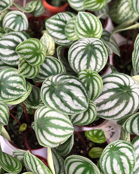 Peperomia Argyreia, Watermelon Peperomia, Watermelon, Herbs, Plants, Green, Instagram