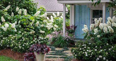 It’s almost time to begin the projects you've been pining for all winter. Why not reward yourself with a secret garden? Take a look at our suggestions! Gardenia Bush, Gardenia Plant, Southern Living Plant Collection, Southern Living Plants, Oakleaf Hydrangea, Southern Garden, Meteor Garden 2018, Fragrant Plant, Front Landscaping