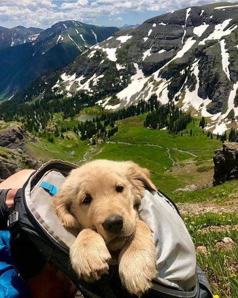 r/Eyebleach - Professional Mountain Climber Hiking Photos, Regnul Animal, Golden Retriever Mix, Golden Retriever Puppy, Retriever Puppy, Cute Animal Photos, Golden Retrievers, Animal Photo, I Love Dogs