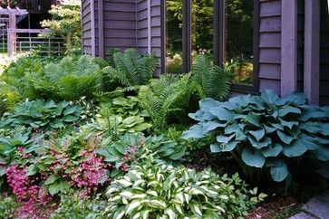 landscaping+with+ferns+and+hostas | ... - landscape - other metro - by Sargent's Landscape Nursery Ferns In Landscaping, Landscaping With Ferns, Ferns And Hostas, Landscaping Edging, Shade Landscaping, Landscape Nursery, Gravel Landscaping, Hosta Gardens, Stone Landscaping