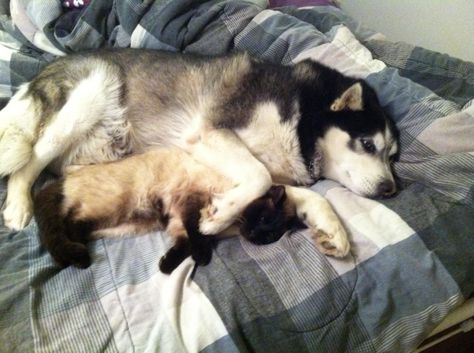 My Siberian Husky, NahNuk cuddling with Ash a Siamese Cat. "Unlikely friends" moment Unlikely Friends, Friends Moments, Siberian Huskies, Sleeping Dogs, Siamese Cats, Siberian Husky, Dog Love, Husky, Dog Cat