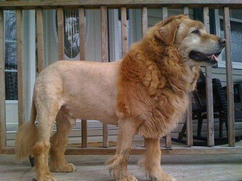 Get a golden retriever and make him look like a lion, say  'I got a lion, wanna see him' freak kids everywhere King Charles Cavalier Spaniel Puppy, Dog Haircuts, Farm Dogs, Lion Dog, Like A Lion, Springer Spaniel, Crazy Dog, Golden Retrievers, Cavalier King