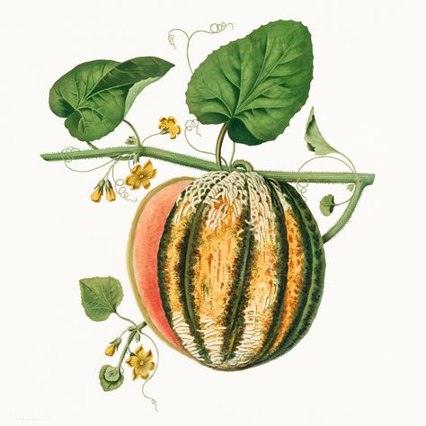 Scarlet Flesh Romana Melon vintage illustration | premium image by rawpixel.com / HwangMangjoo Strawberry Vine Illustration, Watermelon Botanical Illustration, Botanical Peach Illustration, Vintage Grape Illustration, Grape Botanical Illustration, Watermelon Illustration, Html Color Codes, Planting Pumpkins, Watermelon Designs