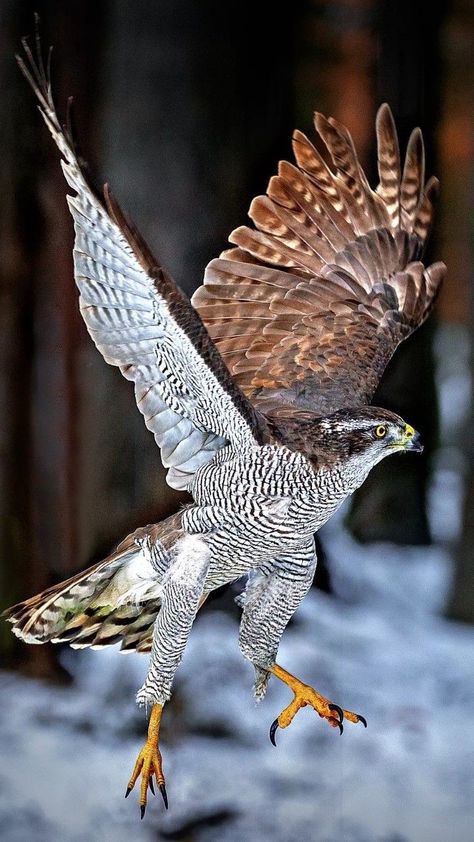 Types Of Hawks, Northern Goshawk, Raptors Bird, Eagle Pictures, Nature Birds, Big Bird, Bird Pictures, Pretty Birds, Passionate People