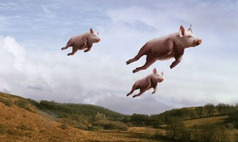 Flying Pigs! Pig Wallpaper, Essential Oils For Headaches, Funny Pigs, Flying Pig, Cute Memes, Black And White Portraits, Animal Wallpaper, Image Hd, Funny People