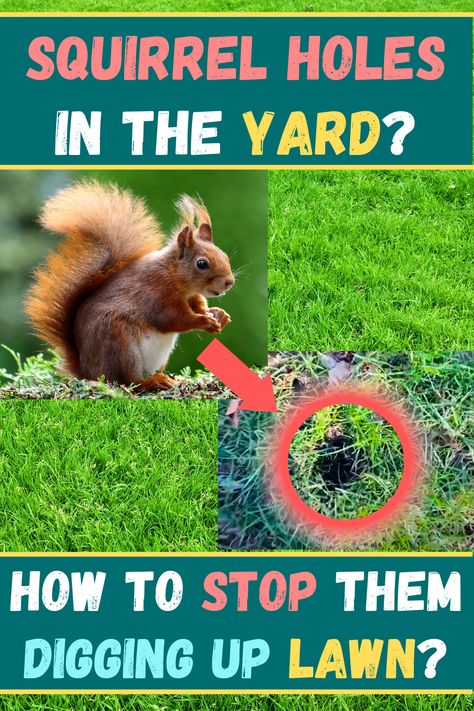 squirrel holes in the yard - how to stop them digging up lawn Get Rid Of Squirrels In Yard, Keep Squirrels Out Of Garden, How To Get Rid Of Chipmunks In Yard, Protect Corn From Squirrels, Stop Squirrels From Digging, Squirrel Repellant, Get Rid Of Squirrels, Digging Holes, Wildlife Protection