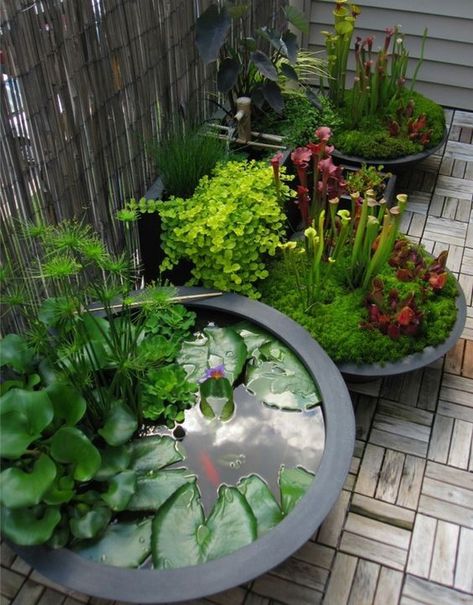 Balcony Water Feature, Small Garden Inspiration, Container Water Gardens, Private Backyard, Landscaping Inspiration, Perfect Backyard, Pond Design, Ponds Backyard, Beautiful Backyards