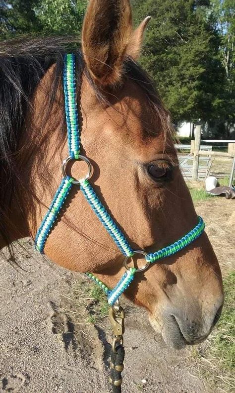 Horse Braids, Horse Tack Diy, Horse Halters, Horse Halter, Horse Show Clothes, Barrel Racing Horses, Equestrian Helmet, Horse Equipment, Horse Accessories