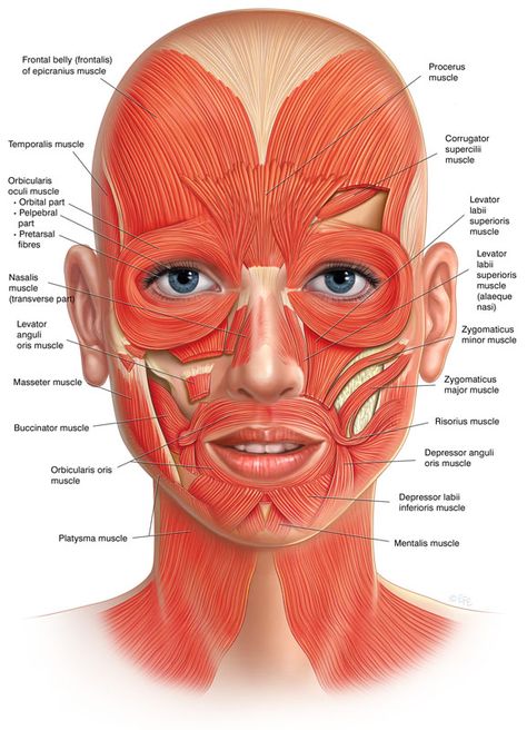 How Does Facial Reflexology Make You More Beautiful? – Wellness Unlocked Face Anatomy, Facial Features, Muscles, Anatomy, Facial, Skin