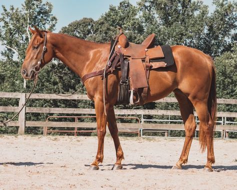 Instagram: @double_rocker ranch Filly futurity quarter horse barrel racing ranch sorrel chestnut western Quarter Horse Barrel Racing, Sorrel Quarter Horse, Chestnut Quarter Horse, Horse Barrel Racing, Horse Western, Western Vibes, Barrel Horse, Western Riding, Dressage Horses