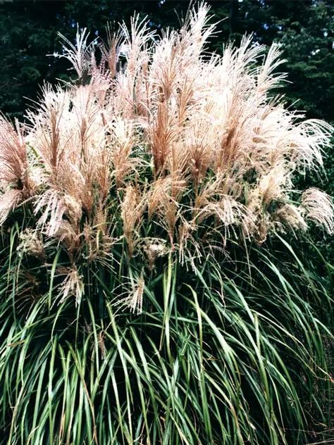 Miscanthus Malepartus -- Bluestone Perennials Miscanthus Malepartus, Miscanthus Sinensis Malepartus, Low Growing Shrubs, Miscanthus Sinensis, Grasses Garden, Ornamental Grasses, Plant Needs, Garden Accessories, Pampas Grass