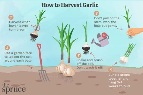 How to Harvest and Store Garlic When To Pick Garlic, When To Harvest Garlic, Harvest Garlic, Store Garlic, Harvesting Garlic, How To Store Garlic, Planting Garlic, Garlic Seeds, Growing Garlic