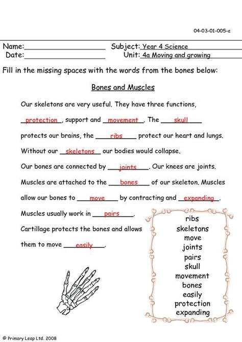 Bones and muscles | PrimaryLeap.co.uk Muscles Worksheet, Skeletal System Activities, Skeletal System Worksheet, Classroom English, Creative Curriculum Preschool, Human Body Worksheets, Science Printables, Human Body Unit, Primary English