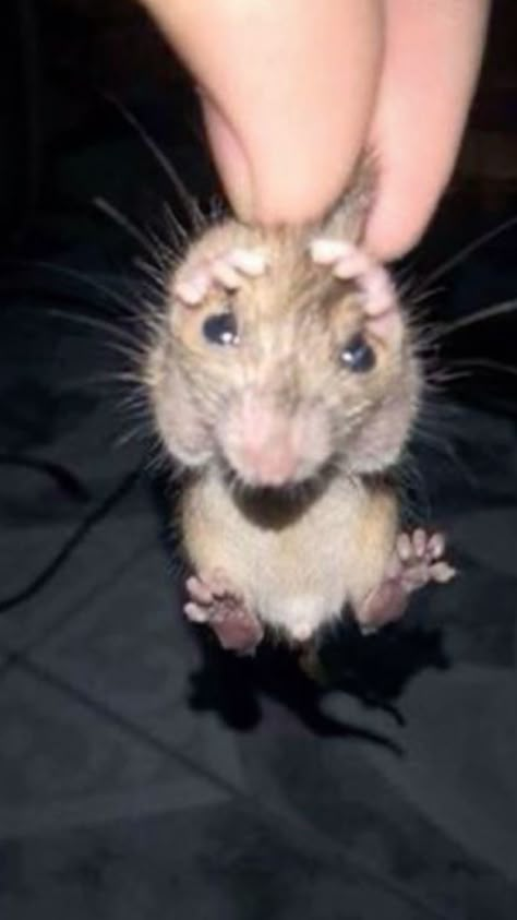 Funny Rats, Cute Rats, Funny Animal Photos, Silly Animals, Animal Photos, Little Animals, Silly Cats, Hamsters, Rodents