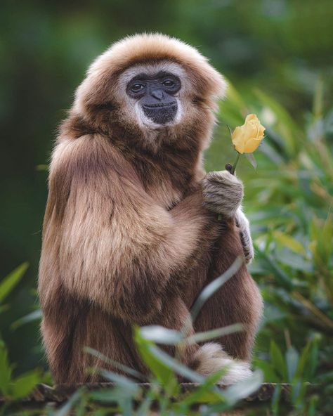 Howler Monkey, Ape Monkey, Monkey Pictures, Great Ape, Pet Monkey, Paws And Claws, A Monkey, Monkeys Funny, Creature Comforts