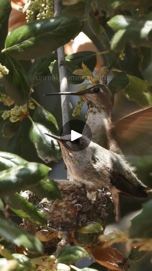 847 reactions · 75 shares | Mama needs material for another nest but the big baby does not want to leave yet #hummingbird | unreal_hummingbirds | unreal_hummingbirds · Original audio Big Baby, How Big Is Baby, Hummingbirds, To Leave, Birds, Audio